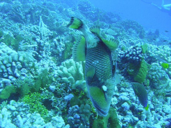45- Baliste a tete jaune croquant du corail 